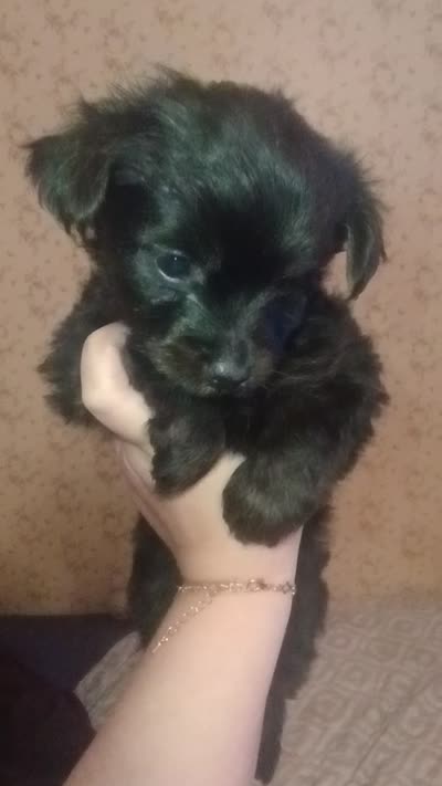 Cosmo, a male Yorkshire Terrier for sale in Oil Trough, AR – 3 of 3