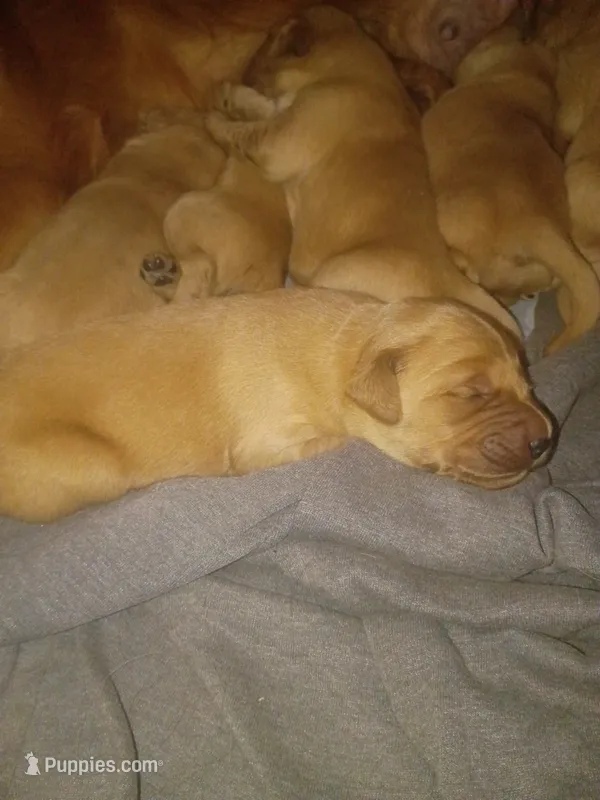 Marlo – Golden Retriever puppy for sale in Oil Trough, AR