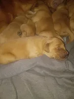 Marlo, a female Golden Retriever for sale in Oil Trough, AR – 1 of 7