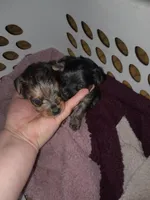 Pixie, a female Yorkshire Terrier for sale in Oil Trough, AR – 4 of 6