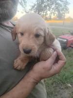 Maple, a female Golden Retriever for sale in Oil Trough, AR – 3 of 7