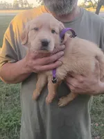 Cider, a female Golden Retriever for sale in Oil Trough, AR – 2 of 6