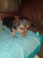 Leroy Brown, a male Yorkshire Terrier for sale in Oil Trough, AR – 1 of 2