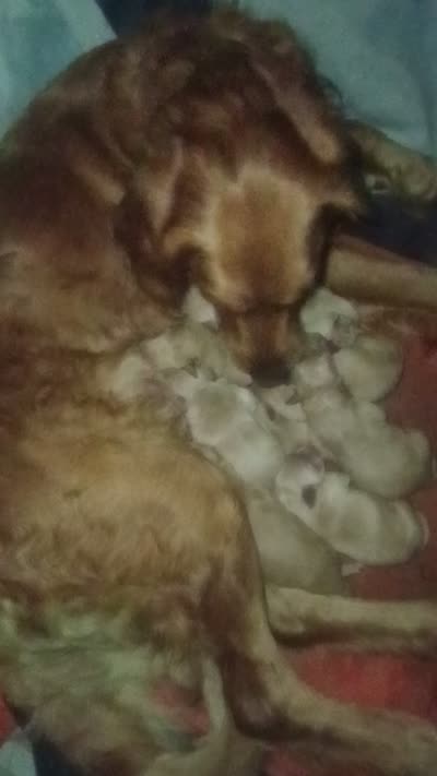 Marlo, a female Golden Retriever for sale in Oil Trough, AR – 6 of 7