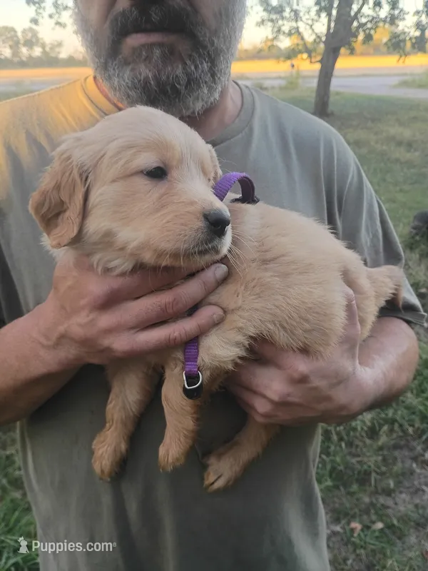 Cider – Golden Retriever puppy for sale in Oil Trough, AR