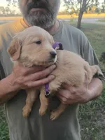 Cider, a female Golden Retriever for sale in Oil Trough, AR – 1 of 6