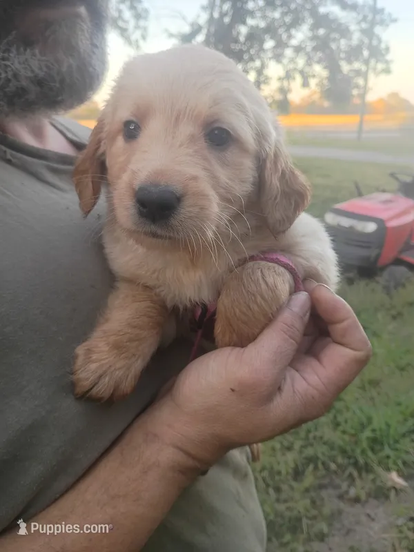 Maple – Golden Retriever puppy for sale in Oil Trough, AR
