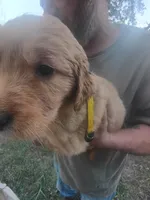 Amber, a female Golden Retriever for sale in Oil Trough, AR – 2 of 7