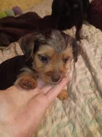 Leroy Brown, a male Yorkshire Terrier for sale in Oil Trough, AR – 1 of 4