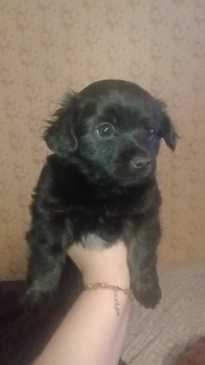 Orion, a male Yorkshire Terrier for sale in Oil Trough, AR – 3 of 3