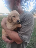 Oakley, a male Golden Retriever for sale in Oil Trough, AR – 2 of 6
