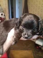 Orion, a male Yorkshire Terrier for sale in Oil Trough, AR – 2 of 3