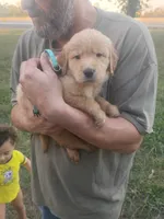 Hunter, a male Golden Retriever for sale in Oil Trough, AR – 2 of 7