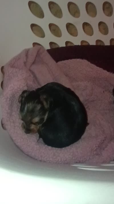Tink, a female Yorkshire Terrier for sale in Oil Trough, AR – 8 of 8