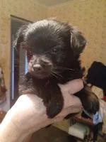 Cosmo, a male Yorkshire Terrier for sale in Oil Trough, AR – 2 of 3