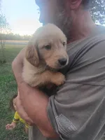 Oakley, a male Golden Retriever for sale in Oil Trough, AR – 1 of 6