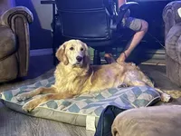 Oakley, a male Golden Retriever for sale in Oil Trough, AR – 6 of 6