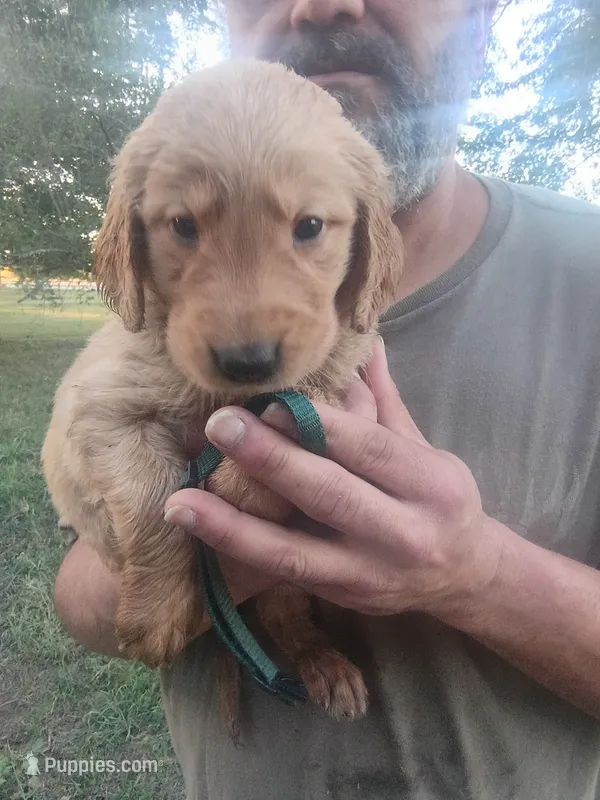 Copper  – Golden Retriever puppy for sale in Oil Trough, AR