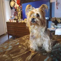 Niko, a male Yorkshire Terrier for sale in Oil Trough, AR – Photo 8 of 8