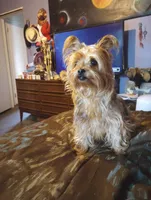 Niko, a male Yorkshire Terrier for sale in Oil Trough, AR – Photo 4 of 4