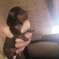 Niko, a male Yorkshire Terrier for sale in Oil Trough, AR – Photo 5 of 8