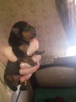 Niko, a male Yorkshire Terrier for sale in Oil Trough, AR – Photo 1 of 4