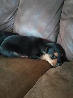 Niko, a male Yorkshire Terrier for sale in Oil Trough, AR – Photo 2 of 8