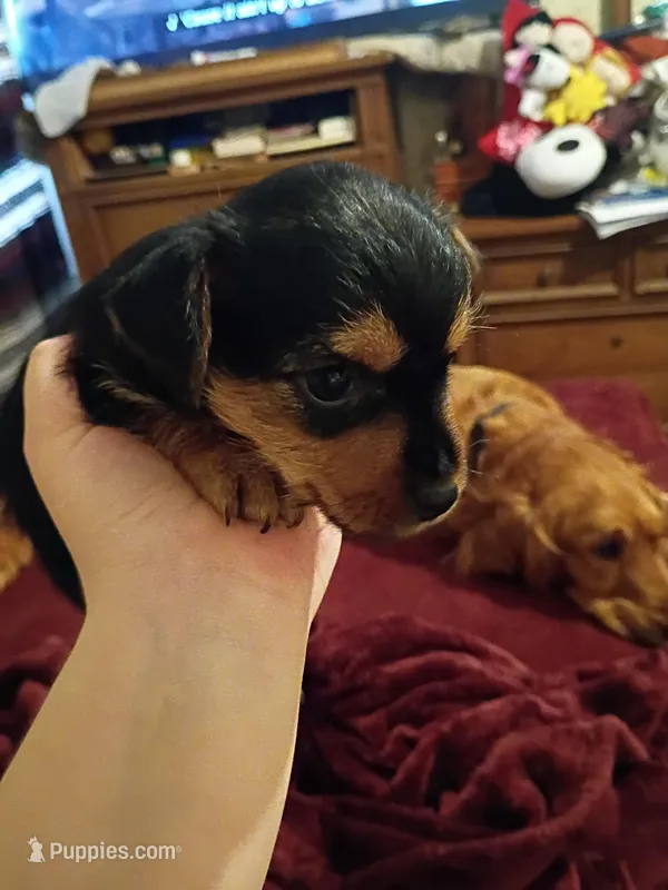 Niko – Yorkshire Terrier puppy for sale in Oil Trough, AR