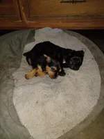 Niko, a male Yorkshire Terrier for sale in Oil Trough, AR – Photo 4 of 8