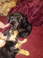 Niko, a male Yorkshire Terrier for sale in Oil Trough, AR – Photo 3 of 8