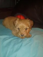 Pancake, a female Yorkshire Terrier for sale in Oil Trough, AR – 7 of 7
