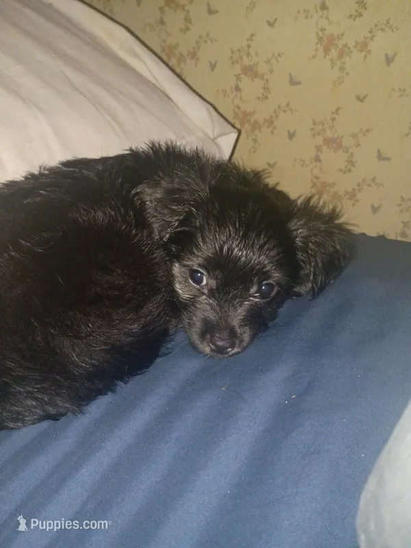 Nova – Yorkshire Terrier puppy for sale in Oil Trough, AR