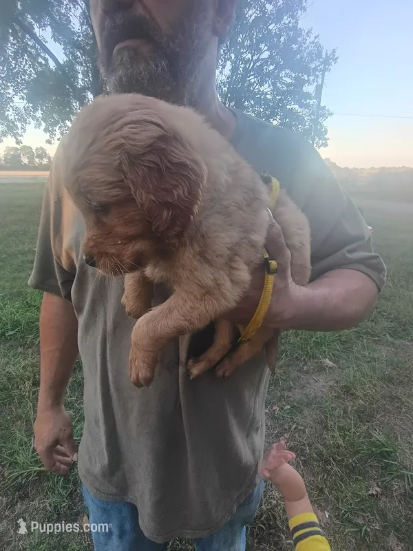 Amber – Golden Retriever puppy for sale in Oil Trough, AR