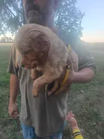 Amber, a female Golden Retriever for sale in Oil Trough, AR – 1 of 7