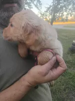 Maple, a female Golden Retriever for sale in Oil Trough, AR – 2 of 7