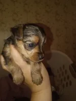 Pixie, a female Yorkshire Terrier for sale in Oil Trough, AR – 2 of 6