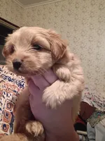Pancake, a female Yorkshire Terrier for sale in Oil Trough, AR – 6 of 7