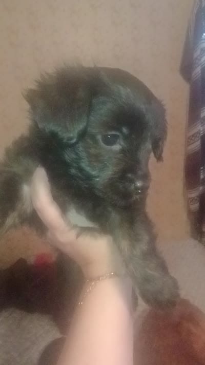 Nova, a female Yorkshire Terrier for sale in Oil Trough, AR – 3 of 3