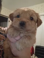 Pancake, a female Yorkshire Terrier for sale in Oil Trough, AR – 4 of 7