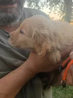 Autumn, a female Golden Retriever for sale in Oil Trough, AR – 2 of 9