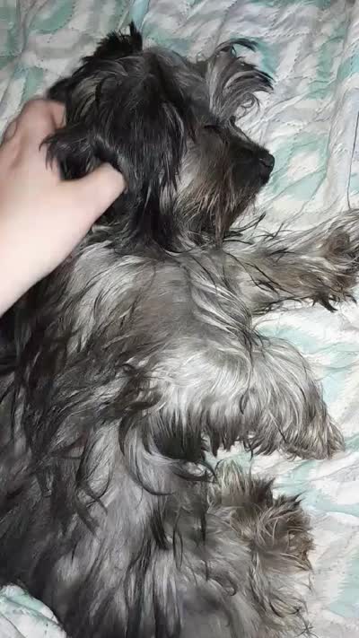 Cosmo, a male Yorkshire Terrier for sale in Oil Trough, AR – 3 of 6