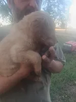 Copper , a male Golden Retriever for sale in Oil Trough, AR – 2 of 6