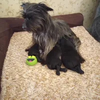 Sadie, a female Silky Terrier and Yorkshire Terrier for sale in Oil Trough, AR – Photo 10 of 10