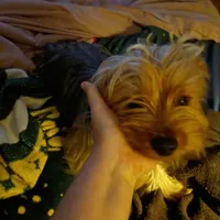 Sadie, a female Silky Terrier and Yorkshire Terrier for sale in Oil Trough, AR – Photo 9 of 10