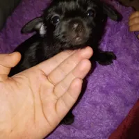 Sadie, a female Silky Terrier and Yorkshire Terrier for sale in Oil Trough, AR – Photo 1 of 10