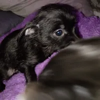 Sadie, a female Silky Terrier and Yorkshire Terrier for sale in Oil Trough, AR – Photo 8 of 10