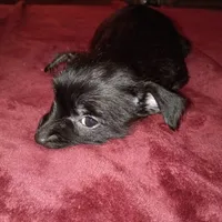 Sadie, a female Silky Terrier and Yorkshire Terrier for sale in Oil Trough, AR – Photo 3 of 10