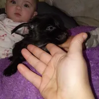 Sadie, a female Silky Terrier and Yorkshire Terrier for sale in Oil Trough, AR – Photo 4 of 10
