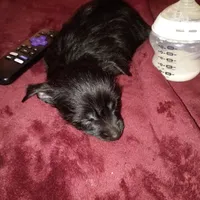 Sadie, a female Silky Terrier and Yorkshire Terrier for sale in Oil Trough, AR – Photo 5 of 10