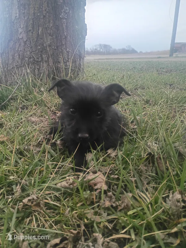 Rosie the Runt – Silky Terrier, Yorkshire Terrier puppy for sale in Oil Trough, AR